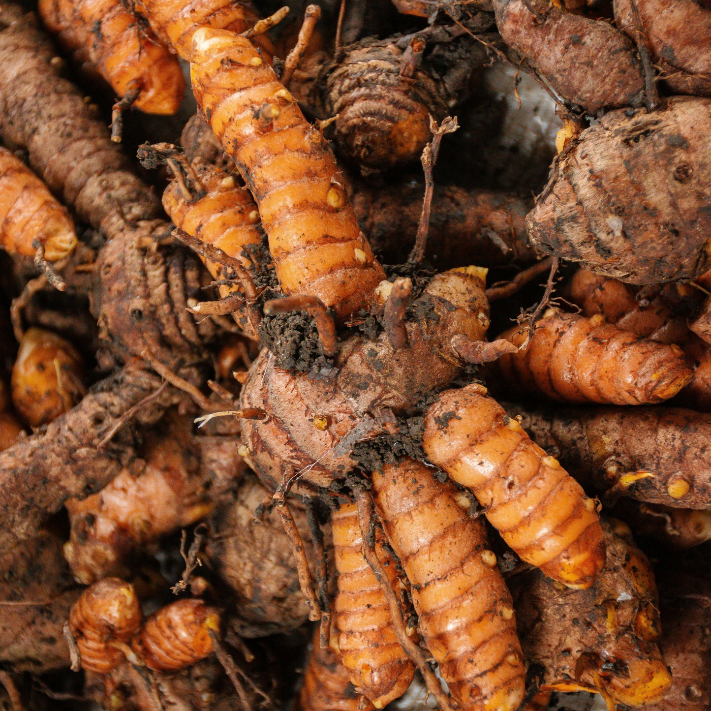 Premium Turmeric Powder