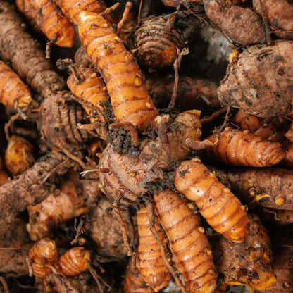 Premium Turmeric Powder