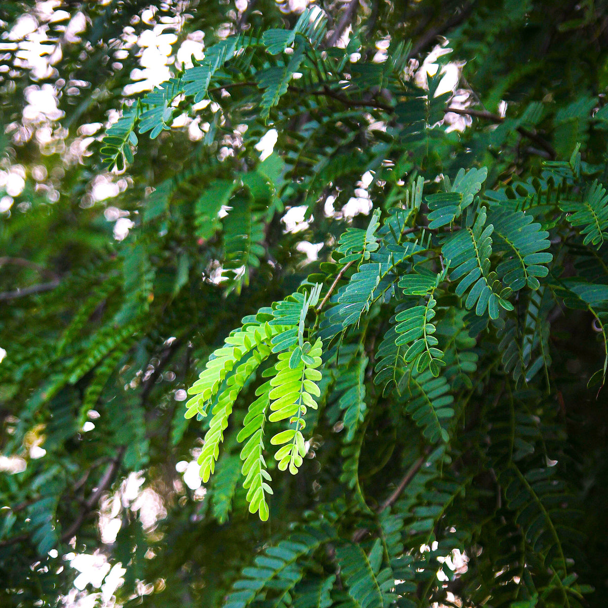 Tamarind Leaf Powder (Chinthaku Podi)